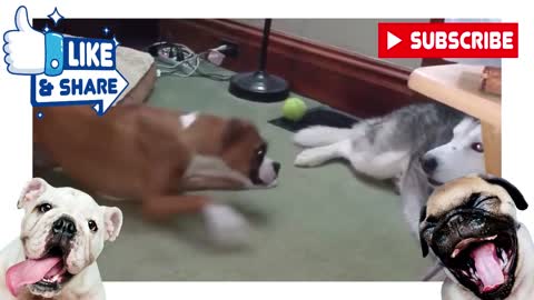 Funniest Husky Videos Compilation - Cute Dogs (2022)