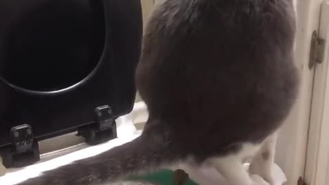 Cats make uses of human toilet