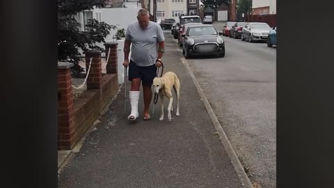 Dog Pretends To Walk With A Limp Like Their Injured Owner