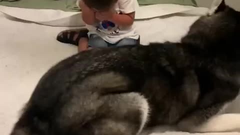 The unique friendship of the dog and boy dogs reaction viral