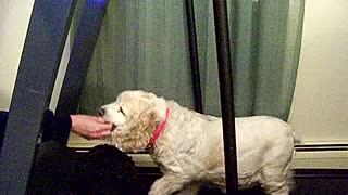 Dog on treadmill first time.