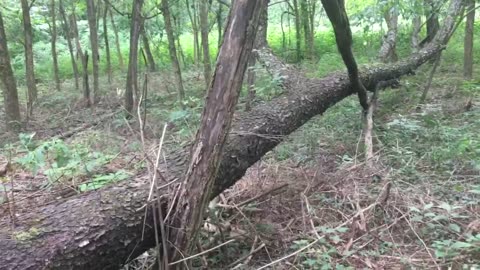 Bush-honeysuckle Initial Mechanical Treatment (pt. 2) - Example of Fall Removal Regrowth