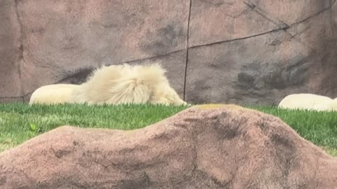 Toronto zoo lions