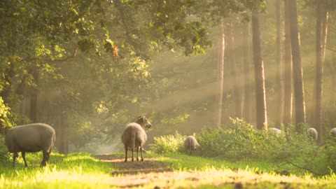 Sheep Morning Sunbeam Nature Landscape Sunrise