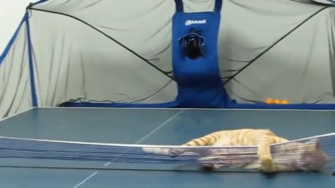 Athletic Cat turns into Ping-Pong & Table Tennis Pro