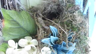 Baby birds born in wreath on door