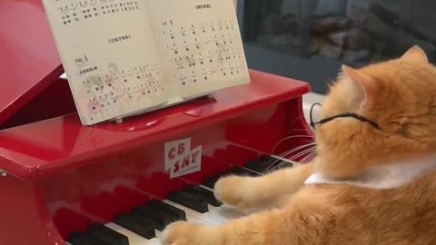 Animal Comedy Videos Piano-playing Cat