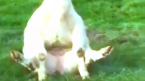 Cow Dancing in ground#viral #viralvideo #trending #shorts