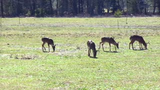 Wild Deer Grazing In Park 3