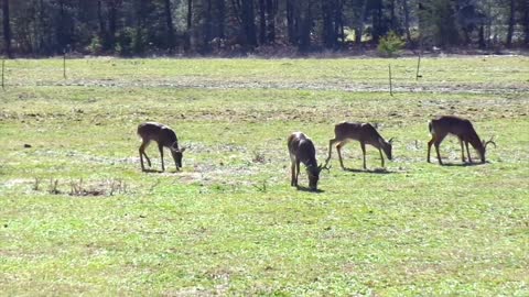 Wild Deer Grazing In Park 3