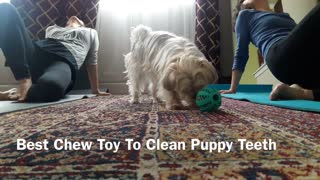 Cheap Chew Toy To Clean Teeth - my dog loves this No.1