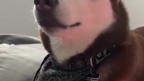 Funny Dog Singing Song Cute Husky