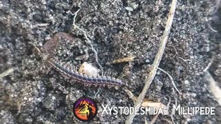 Xystodesmidae Millipede