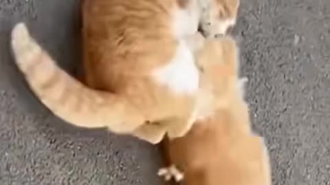 Bloody battle of cats #cat #cats #catvideo #catfight #catatack