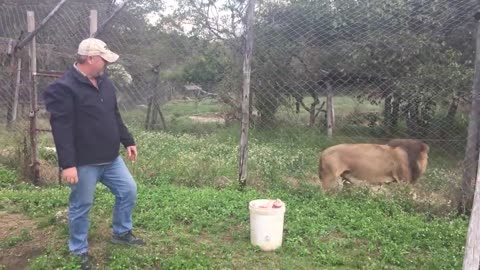 feeding the big lion