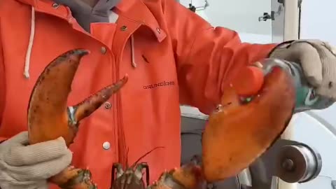 Maine_lobster_crusher_vs_pincher_claw(