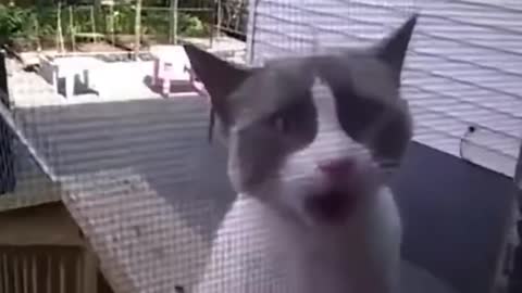 What language does this cat speak to open the door for her?