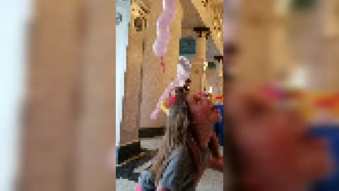 $80/hr. Vancouver Balloon Twister Reviewed By Fundraiser Deejay and Fundraiser Organizer