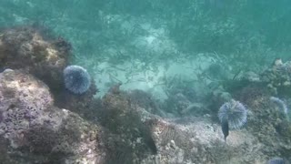 Annoyed Reef Fish Attacks Scuba Diver's Cameraa