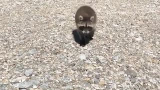Raccoon gets cuddles