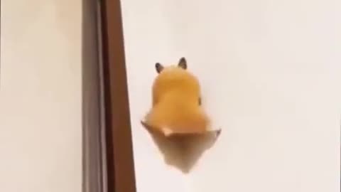 Superhero Hamster Scales Wall Like Spiderman