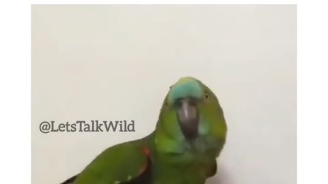 Parrot funny🤣 video
