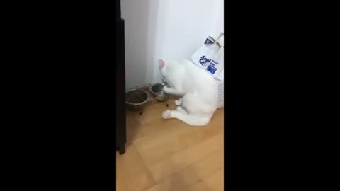 Fancy cat drinks water in very sophisticated manner