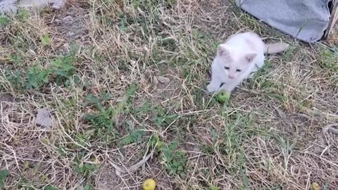 Cute little kittens are playing 🥰 Can't get enough of watching these kittens