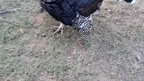 Turkey Bird ASMR