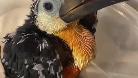 Cute toucan baby post for today, look at how happy he is getting his food!