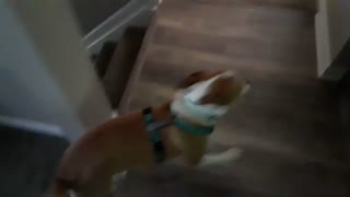 How To Get A Dog Super Excited!