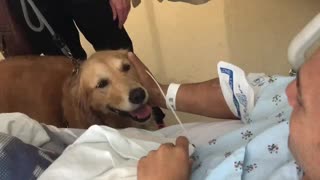 Golden Retrievers Visit Owner In Hospital After Open Heart Surgery