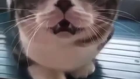 Cat funny voice sound