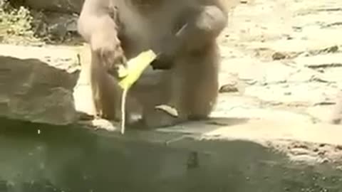 Cute and funny animal video