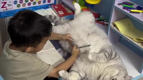 Boy Doing Homework with Cat Lounging