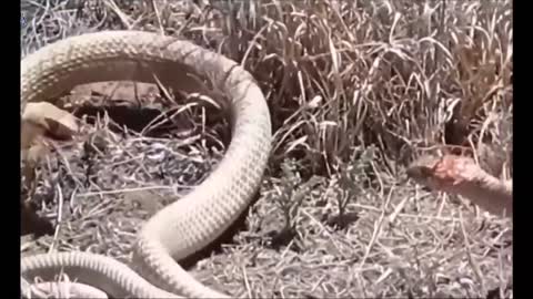 Dangerous animal fights Snake Vs snake