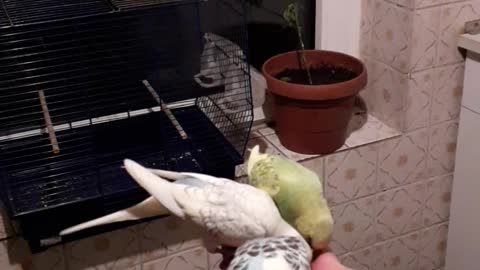 That is how you tame Budgies/Parakeets