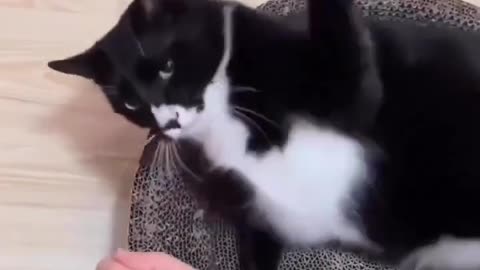 Feeling low, these pets will make you smile...#cats #funnyshorts #funnypets #dog