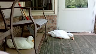 Duck Nap Time
