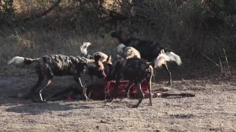 Antelope Dragged out of River and Devoured 🐕🌊