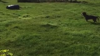 Dog barking at lawn mower and running around