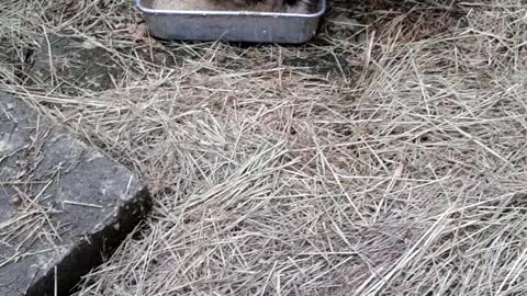 Piglets Suppertime