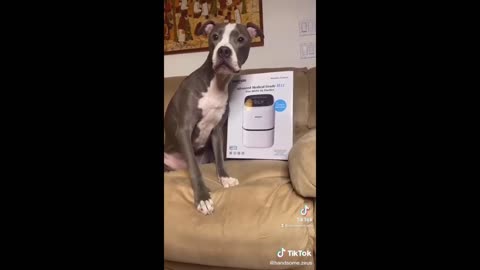 Funny Cat and Dog video