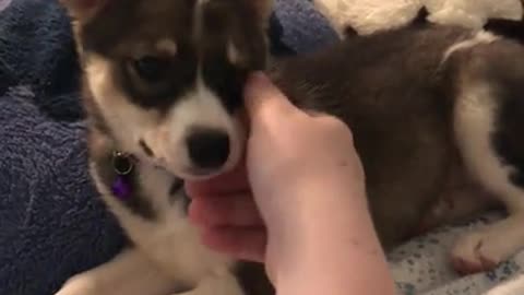 Mari chases her tail, but only when she’s sleepy - Cute Dog