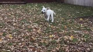 Dog running to camera in slow motion
