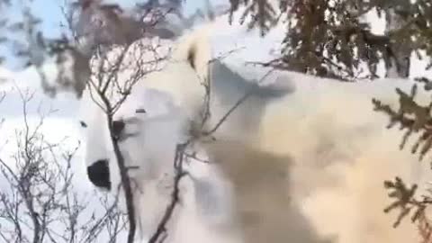 Little bear with his mother.