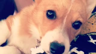 Corgi So Cute