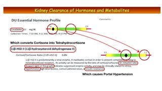 Low Creatinine Levels? What It Means for Urine Hormone Testing