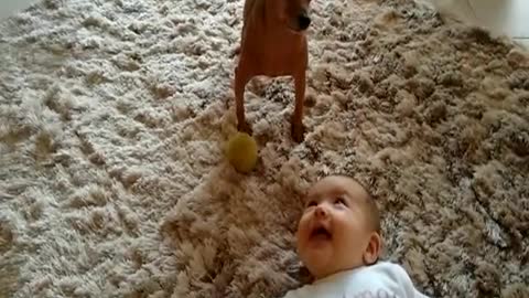 Pinscher and beautiful baby