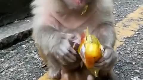 Cute Monkey professional junk food lover